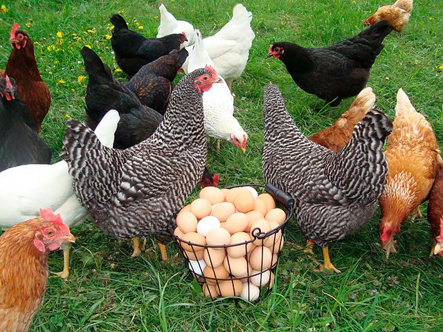 Содержание кур и уход за ними | ЗооТом - продажа, вязка и услуги для животных в Михайловске