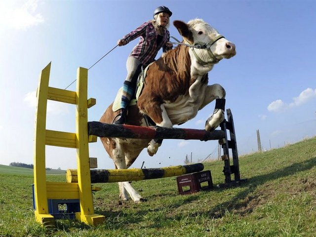 Статьи о коровах в Михайловске | ЗооТом портал о животных