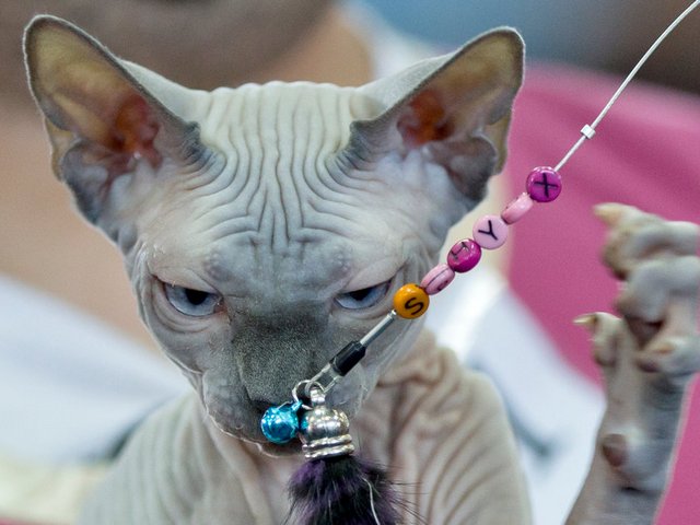Выставки кошек в Михайловске | ЗооТом портал о животных